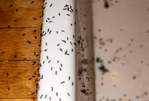 Pest Prevention Services in Yorkville, WI