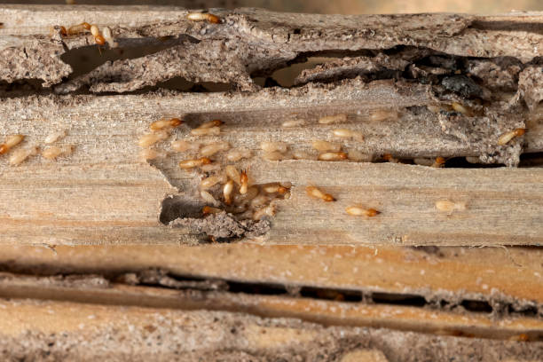 Best Wildlife Control Services  in Yorkville, WI