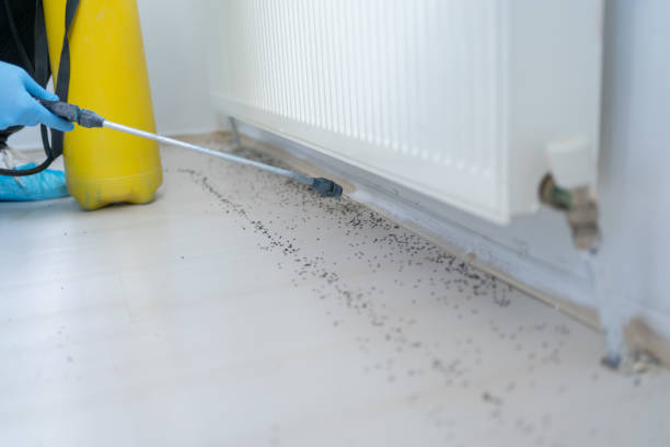 Best Ant Control Services  in Yorkville, WI