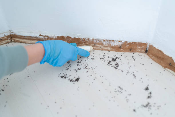 Best Affordable Pest Control Services  in Yorkville, WI