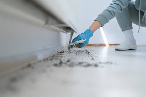 Best Wasp Removal Services  in Yorkville, WI